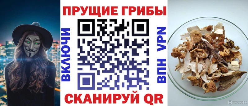 наркота  blacksprut вход  Галлюциногенные грибы Cubensis  Кадников 